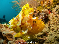 Leaf me alone, leafy scorpion fish (or paperfish as known... by Adrian Slack 